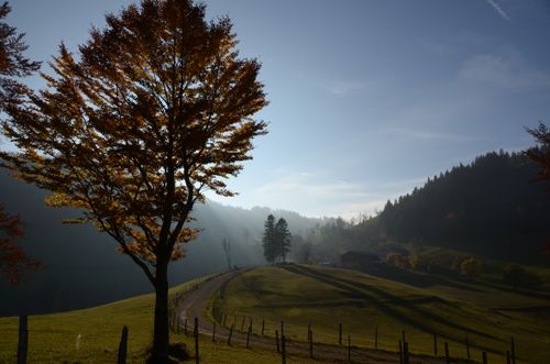 Eine friedliche Landschaft mit einem Baum in Herbstfarben, einem gewundenen Pfad und einem Haus in der Ferne unter einem klaren blauen Himmel.