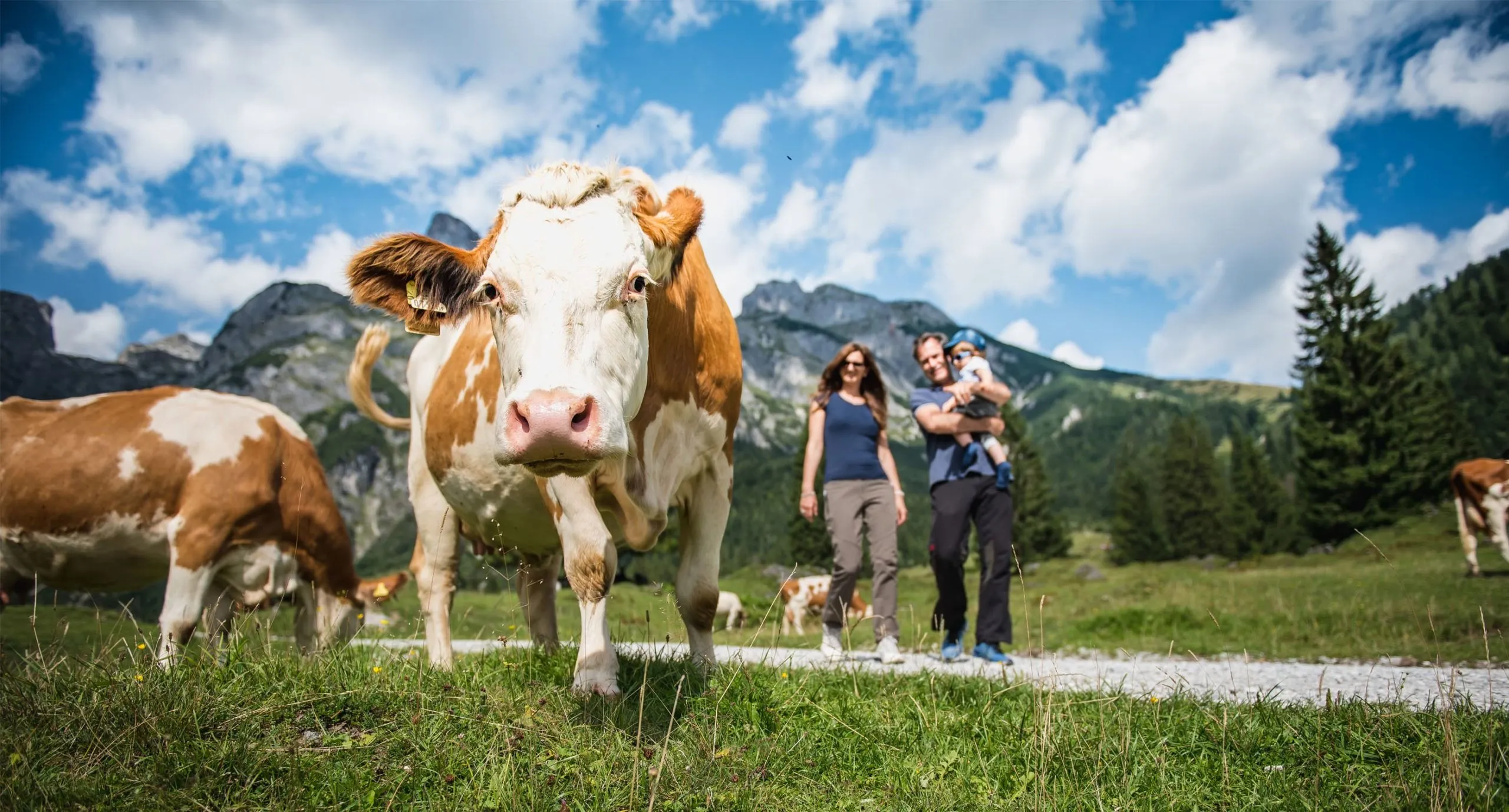 Photography, Field, Grassland, Nature, Outdoors, Shoe, Person, Cow, Walking, Dog