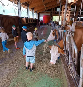 In einem Stall füttern Kinder Kühe mit Heu. Ein Junge in einer blauen Kapuzenjacke streckt seine Hand aus, um eine Kuh zu füttern. Andere Kinder beobachten und einige füttern ebenfalls.