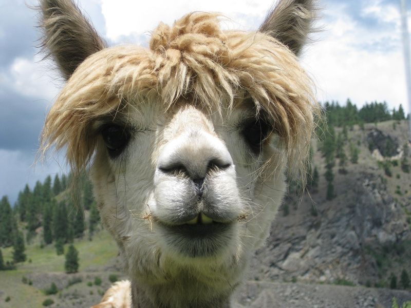 Bild enthält, Animal, Mammal, Canine, Dog, Pet, Llama
