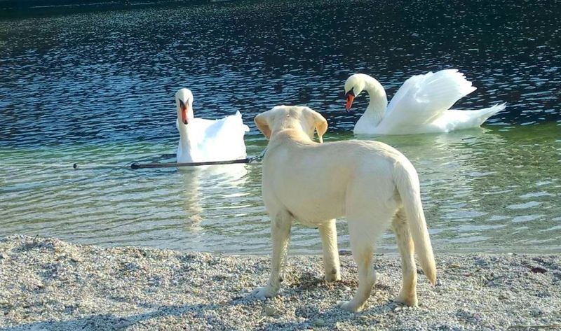 Bild enthält, Animal, Dog, Bird, Swan, Outdoors, Water, Nature, Scenery, Waterfowl, Beak