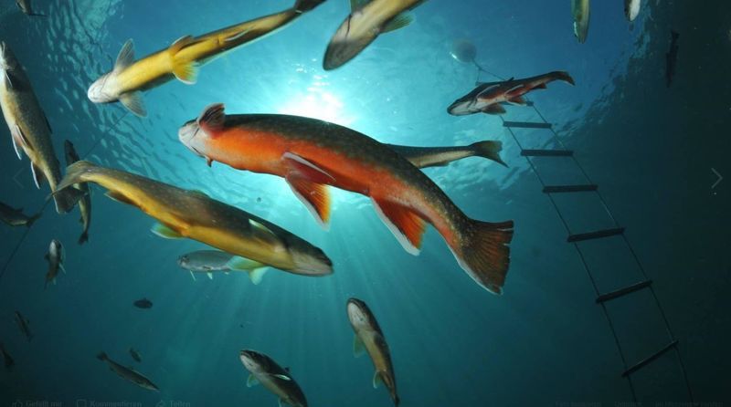 Bild enthält, Aquatic, Water, Animal, Fish, Sea Life, Outdoors, Shark, Nature, Bonito, Tuna