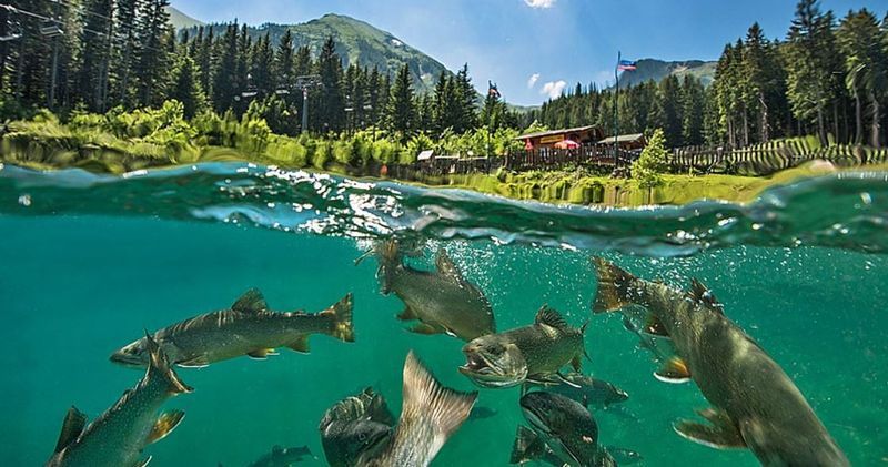 Bild enthält, Nature, Outdoors, Scenery, Tree, Vegetation, Lake, Water, Shark, Fir, Person