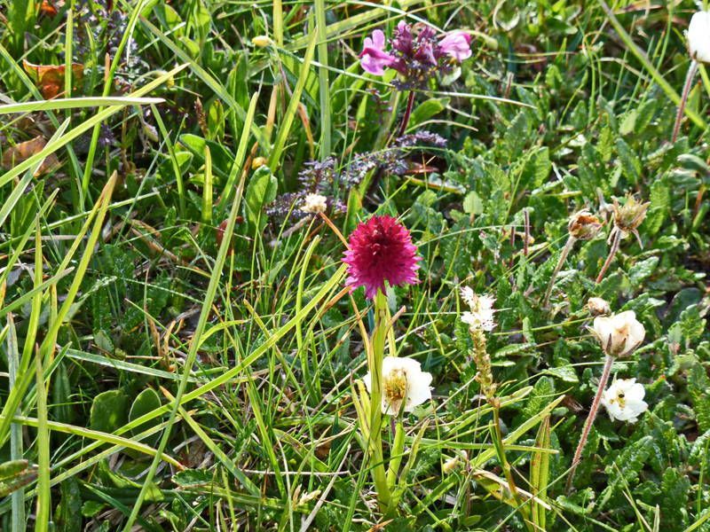 Bild enthält, Anemone, Flower, Dahlia, Petal, Daisy, Vegetation, Herbal, Grass, Purple, Geranium