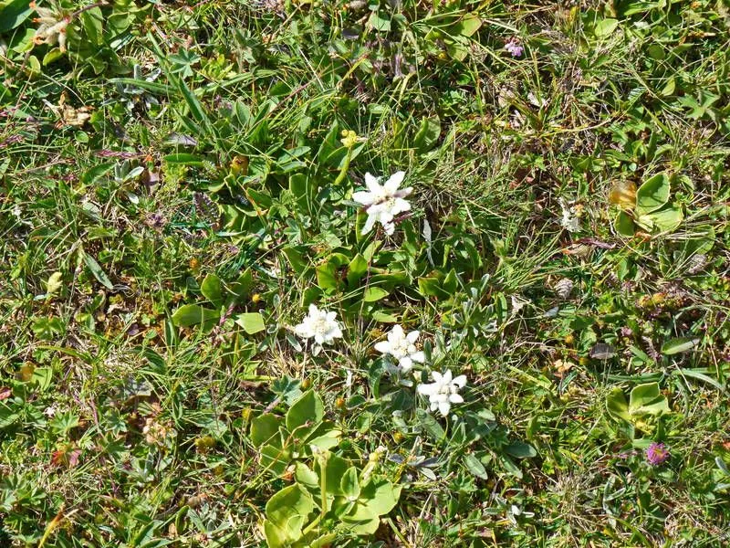 Anemone, Flower, Petal, Leaf, Grass, Daisy, Herbal, Arenaria, Vegetation, Outdoors