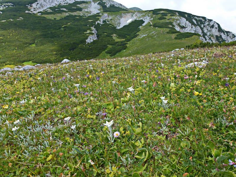 Bild enthält, Field, Grassland, Nature, Outdoors, Vegetation, Meadow, Wilderness, Land, Tundra, Grass