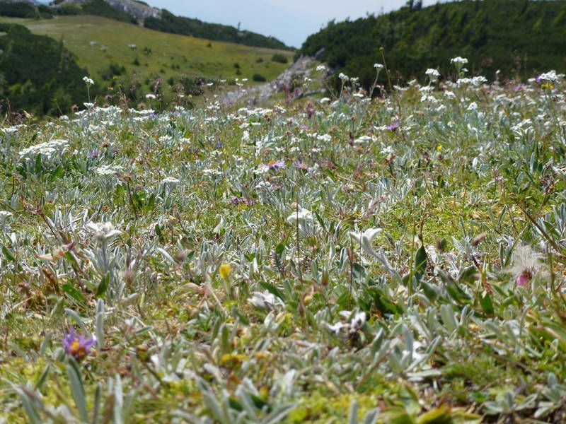 Bild enthält, Grassland, Nature, Outdoors, Wilderness, Vegetation, Grass, Meadow, Daisy, Moss, Anemone