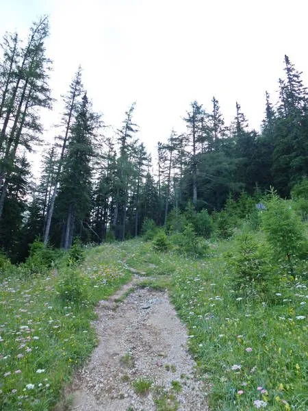 Path, Nature, Outdoors, Trail, Tree, Wilderness, Vegetation, Fir, Land, Woodland
