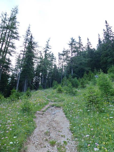 Bild enthält, Path, Nature, Outdoors, Trail, Tree, Wilderness, Vegetation, Fir, Land, Woodland