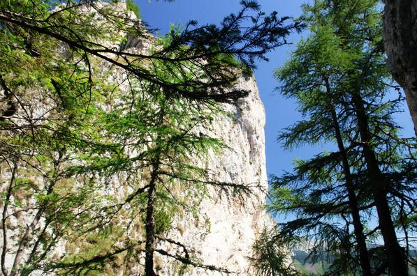 Bild enthält, Tree, Conifer, Cliff, Nature, Outdoors, Vegetation, Fir, Wilderness, Scenery, Woodland
