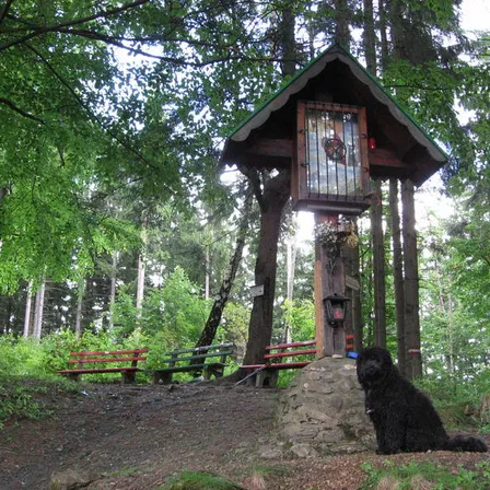 Housing, House, Cabin, Vegetation, Dog, Bench, Cabin In The Woods, Grove, Tree, Woodland