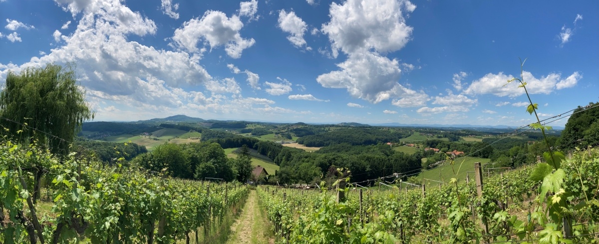 Ein Weinberg mit üppigen grünen Bäumen und Pflanzen unter einem blauen Himmel mit verstreuten Wolken. In der Ferne gibt es Häuser und eine Bergkette.