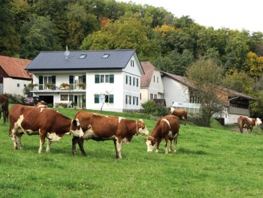 Mehrere Kühe grasen auf einer üppigen grünen Wiese. Dahinter steht ein modernes Haus mit einem grauen Dach und grünen Fensterläden. In der Nähe befinden sich weitere Häuser, und das Gebiet ist von Bäumen umgeben.