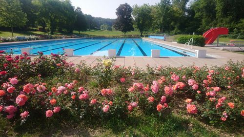 Ein ruhiger Außenpool umgeben von üppigem grünem Laub und lebhaften rosa und gelben Blumen unter einem klaren blauen Himmel.