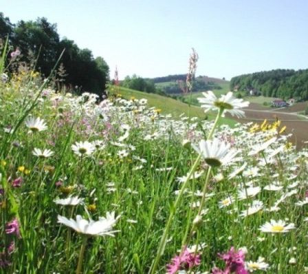 Ein farbenfrohes Feld voller verschiedener bunter Blumen unter einem klaren Himmel, umgeben von Bäumen und Hügeln.