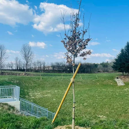 Ein kleiner Baum mit einem gelben Stützpfosten steht in einem Grasfeld unter einem blauen Himmel mit Wolken. In der Nähe befindet sich ein Metallgeländer.