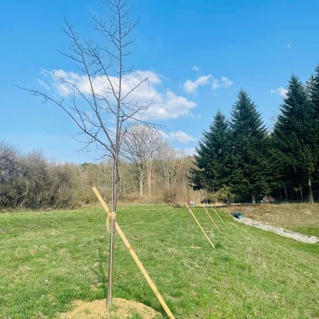 Ein junger Baum steht in einem grasigen Feld mit blauem Himmel und einigen Wolken. In der Nähe gibt es mehr Bäume und einen Weg mit einem grünen Fass.