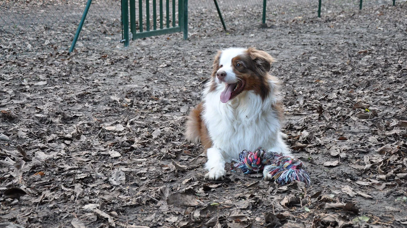 Ein braun-weißer Hund sitzt auf dem Boden mit Blättern und einem Spielzeug. Er lächelt und hat die Zunge herausgestreckt.