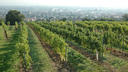 Ein Weinberg mit grünen Blättern, Reihen von Pflanzen und Bäumen in der Ferne. Gebäude und Bäume im Hintergrund.