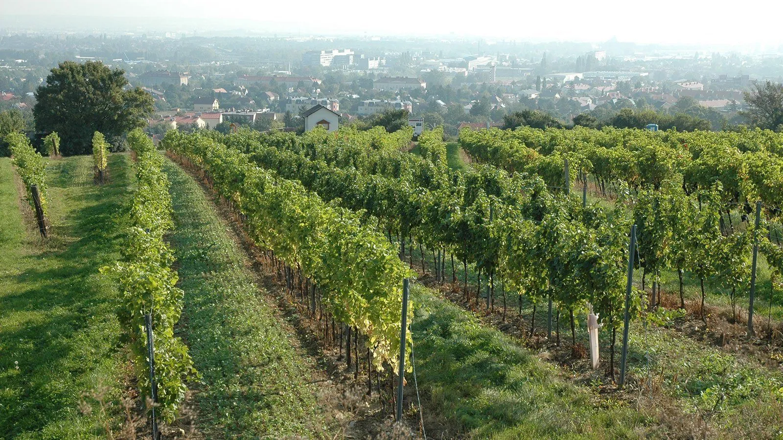 Ein Weinberg mit üppigen grünen Pflanzen in Reihen. In der Ferne eine Stadt mit vielen Gebäuden und klarem Himmel.