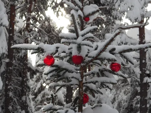 Ein kleiner Weihnachtsbaum mit roten Kugeln, bedeckt von Schnee, steht in einem verschneiten Wald. Der Baum ist von höheren Bäumen umgeben, und der Schnee wirft ein sanftes Licht auf die Szene.