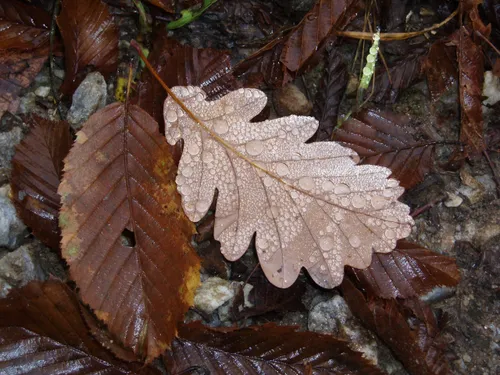 Ein Blatt, bedeckt mit Wassertropfen, liegt auf dem Boden zwischen anderen Blättern. Der Hintergrund ist unscharf mit weiteren Blättern und kleinen Steinen.