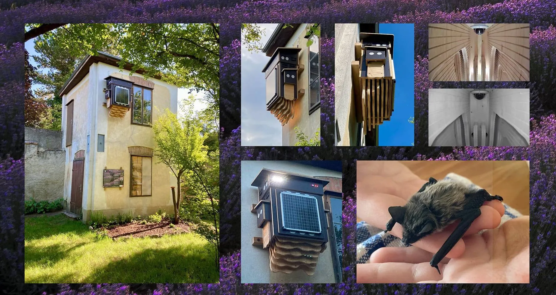 Eine Reihe von Fotos, die ein modernes architektonisches Design zeigen. Das erste Bild zeigt ein Haus mit einem Baum, gefolgt von einem Vogelhäuschen, das an einem Gebäude montiert ist. Das dritte Foto zeigt ein Nahaufnahme eines Vogelhäuschens mit Solarpanelen, und das letzte Bild zeigt eine Person, die eine Fledermaus hält.