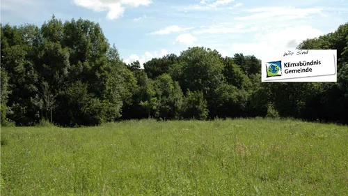 Ein breites grünes Feld mit saftigem Gras und dichten Bäumen unter einem blauen Himmel mit einigen Wolken.