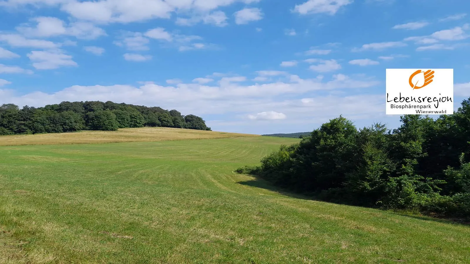Ein weites grünes Feld mit Bäumen und Büschen im Hintergrund unter einem klaren blauen Himmel mit verstreuten Wolken.