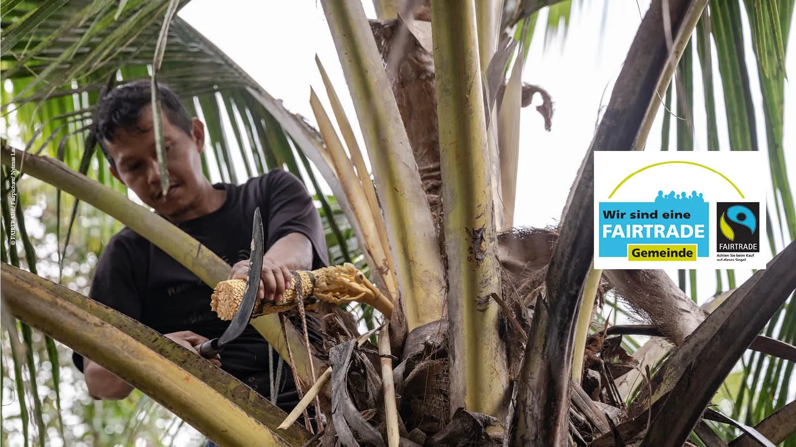 Ein Mann in einem schwarzen T-Shirt klettert auf einen Kokosnussbaum und hält eine Machete, um den Baum zu schneiden. Der Baum ist üppig mit grünen Blättern.