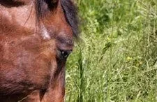 Animal, Colt Horse, Horse, Mammal, Field, Grassland, Nature, Outdoors, Kangaroo