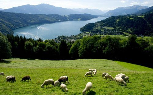 Eine malerische Landschaft mit einem See, Bergen und einer Herde Schafe, die auf einer grünen Wiese grasen.