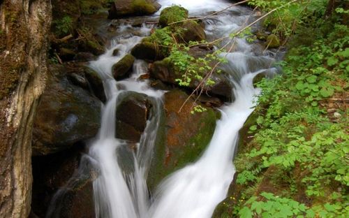 Ein kleiner Wasserfall fließt über Steine und moosbedeckte Felsen in einem üppigen, grünen Wald. Das Wasser strömt in mehreren Bächen und schafft eine friedliche Naturszene.