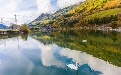 Zwei Schwäne schwimmen anmutig in einem ruhigen See, umgeben von einer Gebirgskulisse. Der Himmel ist teilweise bewölkt und es gibt Stromleitungen in der Ferne.