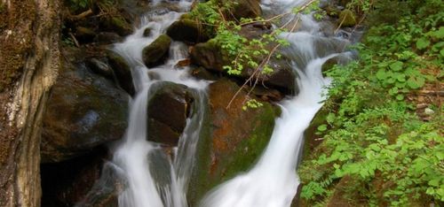 Ein natürlicher Bach fließt über Felsen und Moos in einem üppigen, grünen Wald. Das Wasser rauscht sanft und erzeugt ein beruhigendes Geräusch.