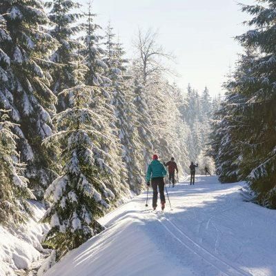 Drei Skifahrer gleiten durch einen verschneiten Waldweg, umgeben von Kiefern. Der Schnee ist frisch, und die Atmosphäre ist friedlich.