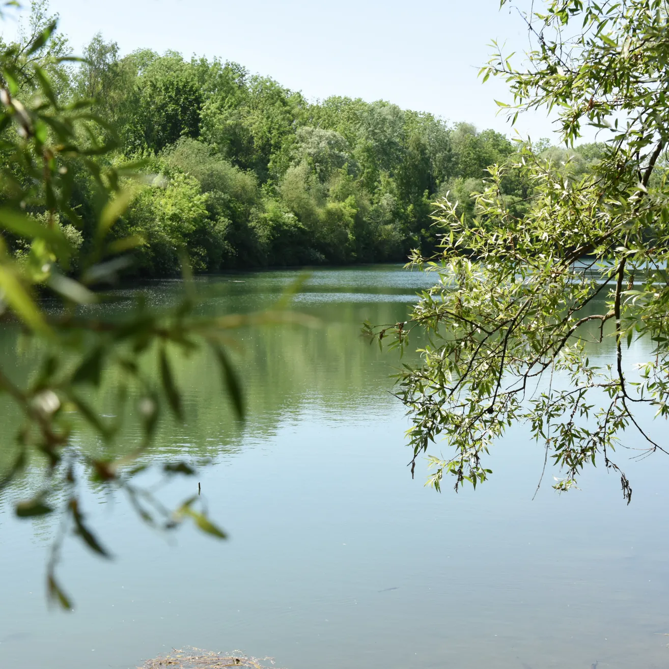 Ein ruhiger See umgeben von üppigem grünem Laub unter einem klaren blauen Himmel.