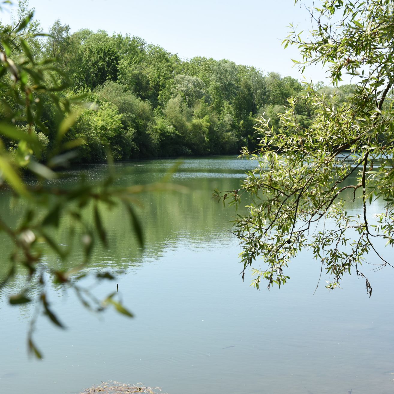 Ein ruhiger See umgeben von üppigem grünem Laub unter einem klaren blauen Himmel.