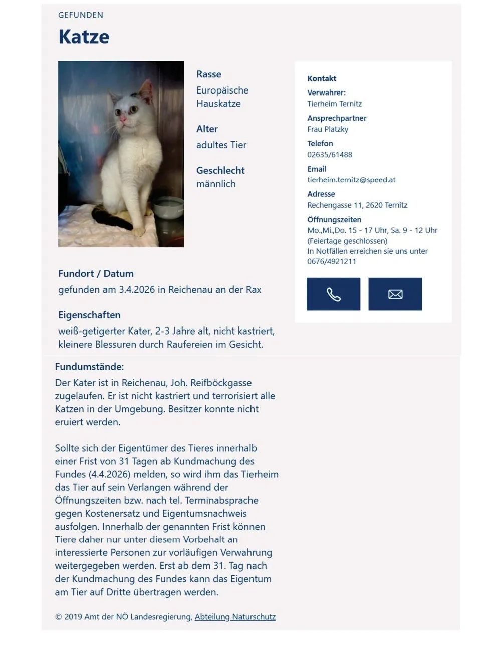 Ein weißer Kater, 2-3 Jahre alt, nicht kastriert, gefunden in Reichenau am 3.4.2026. Der Kater ist freundlich, nicht aggressiv, und hat leichte Blessuren durch Kämpfe im Gesicht. Kontaktieren Sie Frau Platzky unter 02635/61488 oder tierheim.ternitz@speed.at.
