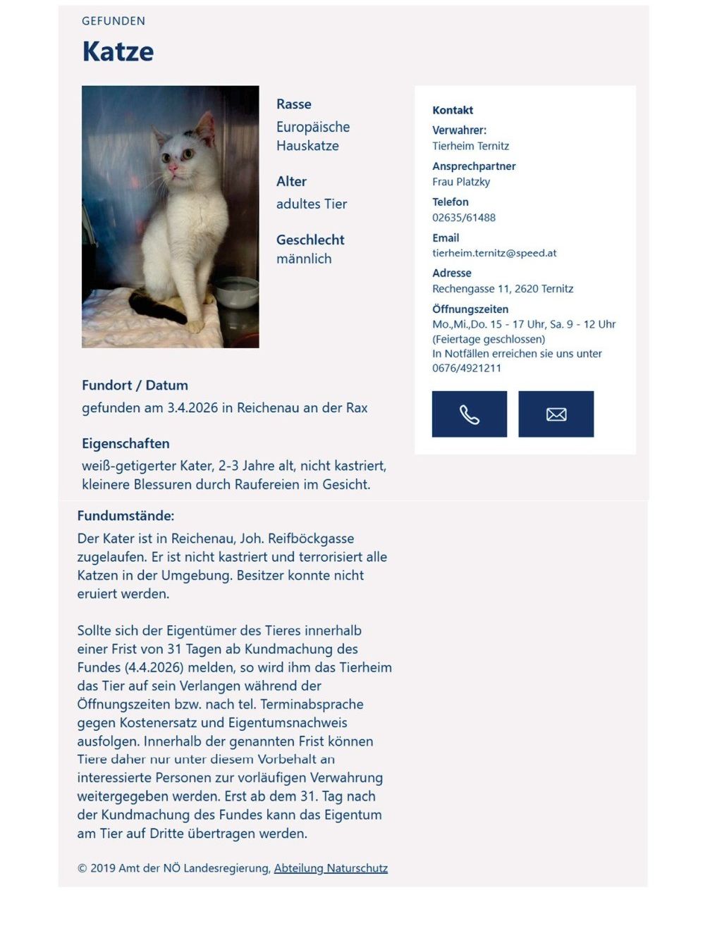 Ein weißer Kater, 2-3 Jahre alt, nicht kastriert, gefunden in Reichenau am 3.4.2026. Der Kater ist freundlich, nicht aggressiv, und hat leichte Blessuren durch Kämpfe im Gesicht. Kontaktieren Sie Frau Platzky unter 02635/61488 oder tierheim.ternitz@speed.at.