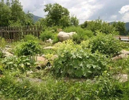 Backyard, Nature, Outdoors, Yard, Garden, Herbal, Vegetation, Field, Grassland, Grass