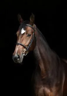 Animal, Horse, Mammal, Stallion, Colt Horse