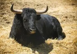 Animal, Bull, Mammal, Cattle, Livestock, Longhorn, Cow