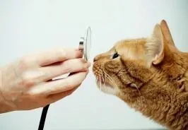Doctor, Person, Photography, Veterinarian, Smoke Pipe