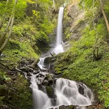 Nature, Outdoors, Vegetation, Water, Land, Rainforest, Tree, Woodland, Stream, Scenery