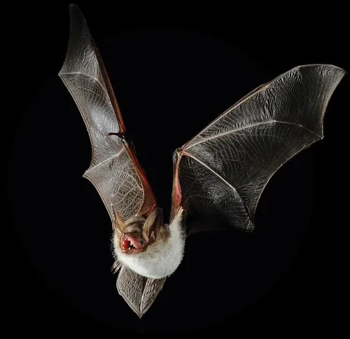 Animal, Mammal, Wildlife, Bat, Insect, Invertebrate
