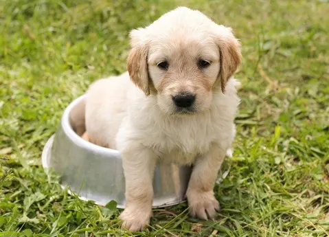 Ein kleiner Golden Retriever Welpe sitzt in einer Metallschüssel auf dem Gras.