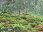 Ein dichter Wald voller moosbedeckten Bodens und verschiedener Pflanzen, Bäume stehen hoch im Hintergrund unter einem hellen Himmel.