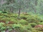 Ein dichter Wald voller moosbedeckten Bodens und verschiedener Pflanzen, Bäume stehen hoch im Hintergrund unter einem hellen Himmel.