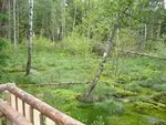 Ein Holzgeländer bietet einen Blick auf einen üppigen Wald mit hohen Bäumen und einem moosbedeckten Boden. Das Sonnenlicht filtert durch das Blätterdach und schafft eine ruhige und natürliche Atmosphäre.